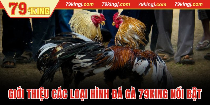 Giới thiệu các loại hình đá gà 79King nổi bật