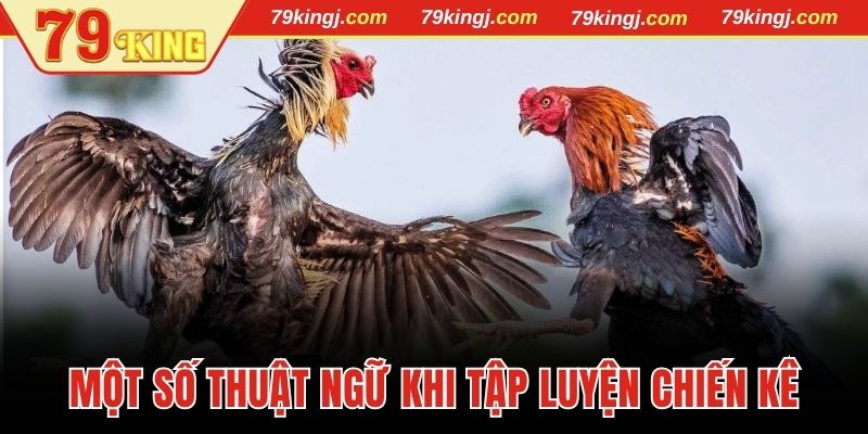 Một số thuật ngữ trong quá trình tập luyện chiến kê