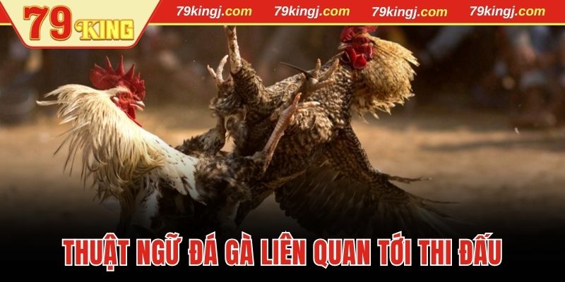 Thuật ngữ đá gà liên quan tới quá trình thi đấu