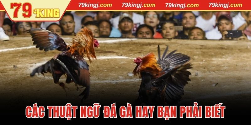 Thuật ngữ đá gà