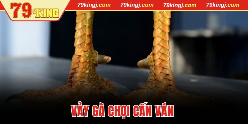 Vảy gà chọi Cấn Ván 